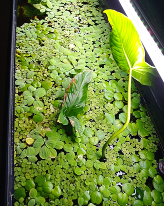 Piante galleggianti per acquario o laghetto