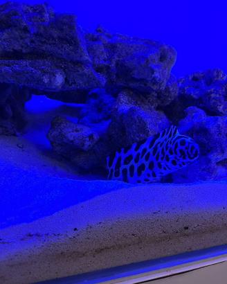 Acquario