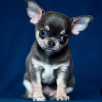 Cucciolo di CHIHUAHUA TOY BLU disponibili