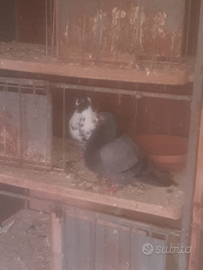 Colombi razza sivianos