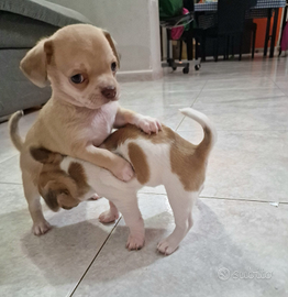 Cucciolo chihuahua