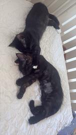 Dono Ciuccioli Maine coon