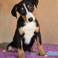 Cucciole Bovaro dell'Appenzell