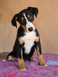 Cucciole Bovaro dell'Appenzell