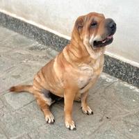 Sharpei con pedigree enci