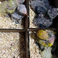 Inseparabile di Fischer (Agapornis) con CITES