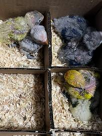 Inseparabile di Fischer (Agapornis) con CITES