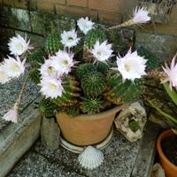 Cactus popolati e singoli