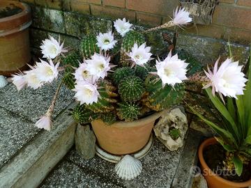 Cactus popolati e singoli