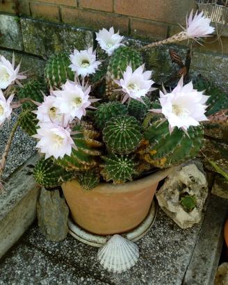 Cactus popolato