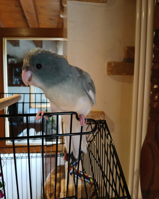 Kakariki gezoomd