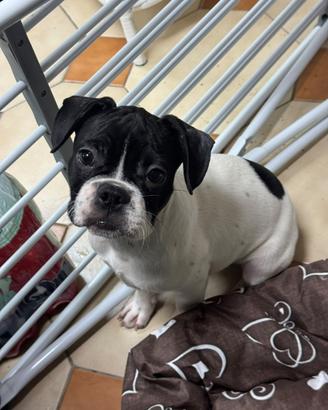 Bulldog francese