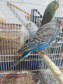 Pappagalli cocoriti novelli e inseparabili coppia