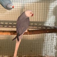 Parrocchetti dal collare