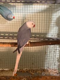 Parrocchetti dal collare