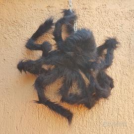 Halloween Ragno