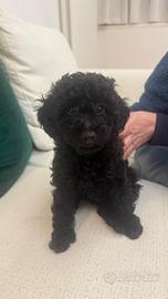 Cucciolata di barboncini nanetti