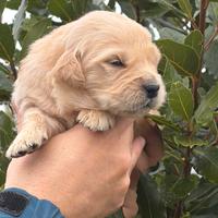 Nascita cuccioli di Golden Retriever Inglesi