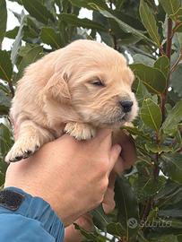 Nascita cuccioli di Golden Retriever Inglesi