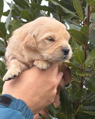 Nascita cuccioli di Golden Retriever Inglesi