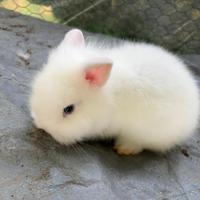 Coniglio nano testa di leone Bianco