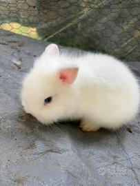 Coniglio nano testa di leone Bianco