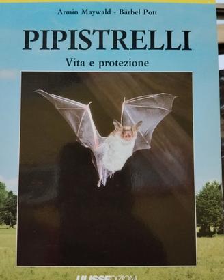 Pipistrelli: vita e protezione 