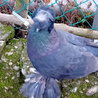 Piccioni doppio ciuffo