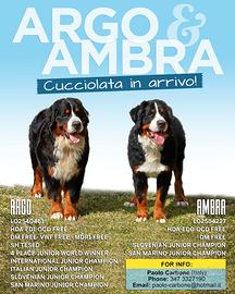 Cuccioli Bovaro del Bernese