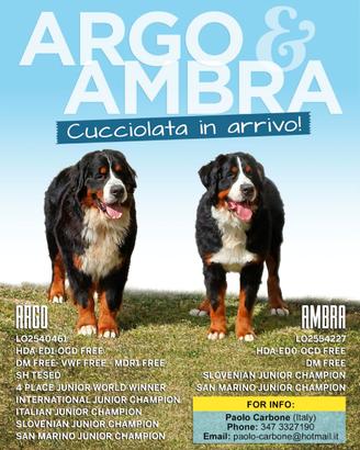 Cuccioli Bovaro del Bernese