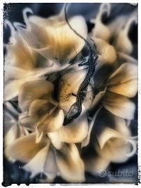 poster cartoncino 40x30 