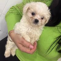 Maltipoo Miny