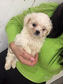 Maltipoo Miny