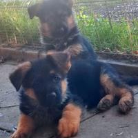 Cuccioli di pastore tedesco