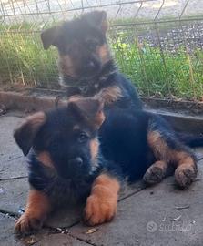 Cuccioli di pastore tedesco