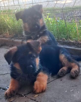 Cuccioli di pastore tedesco