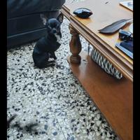 Okjt chihuahua mini Toy con pedigree