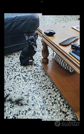 Okjt chihuahua mini Toy con pedigree