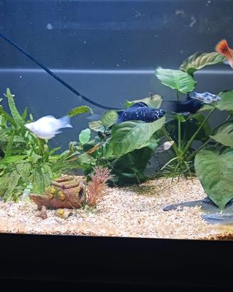 Acquario 65 lt