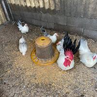 3 Galletti Chabo (o Nagasaki)