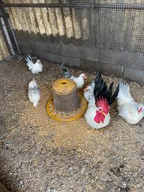 3 Galletti Chabo (o Nagasaki)