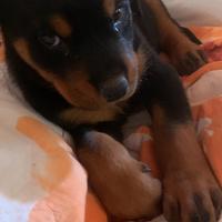 Cuccioli di Rottweiler