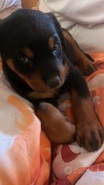 Cuccioli di Rottweiler