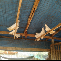 Colombe pavoncelle coppia