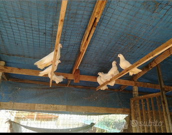 Colombe pavoncelle coppia