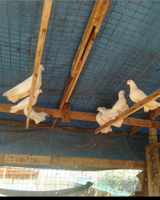 Colombe pavoncelle coppia