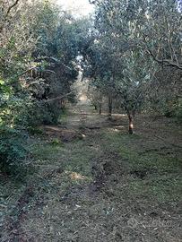 Terreno ad olivi vicino al mare Tirreno