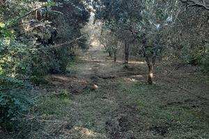Terreno ad olivi vicino al mare Tirreno