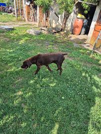 Cane da caccia bracco kurzharr