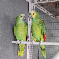 Coppia di amazzone aestiva